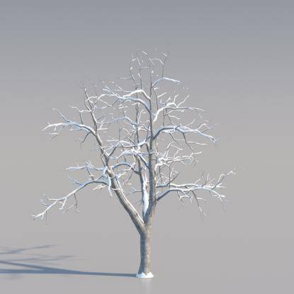 Snowy Common Walnut Middle V1