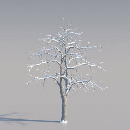 Snowy Common Walnut Middle V2