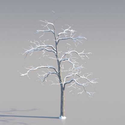 Snowy Common Walnut Middle V3