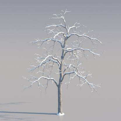 Snowy Common Walnut Middle V4