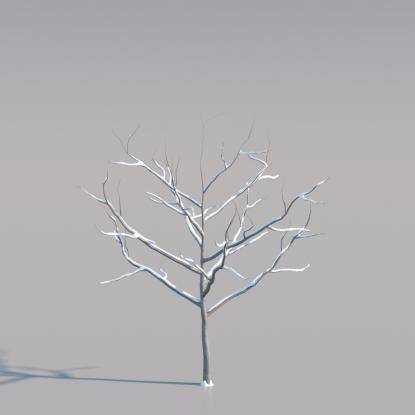 Snowy Common Walnut Young V1