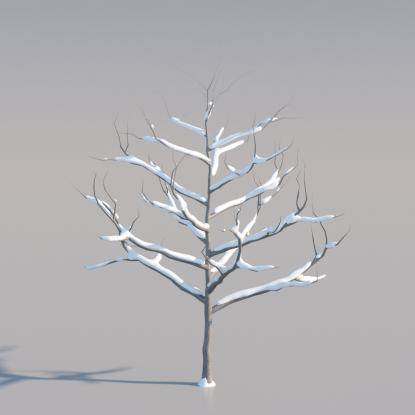 Snowy Common Walnut Young V2
