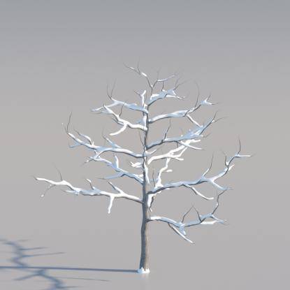 Snowy Common Walnut Young V4