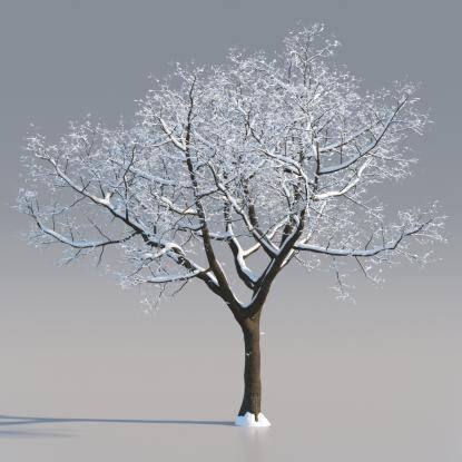 Snowy European Oak Mature V1