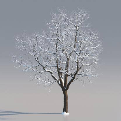 Snowy European Oak Mature V2