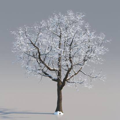 Snowy European Oak Mature V3