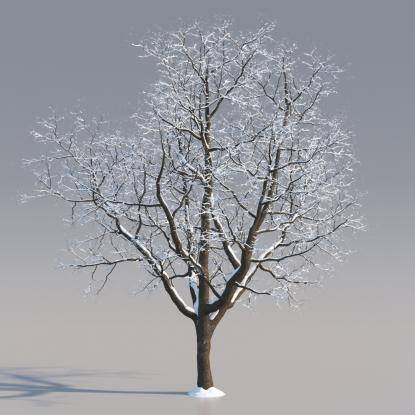 Snowy European Oak Mature V4