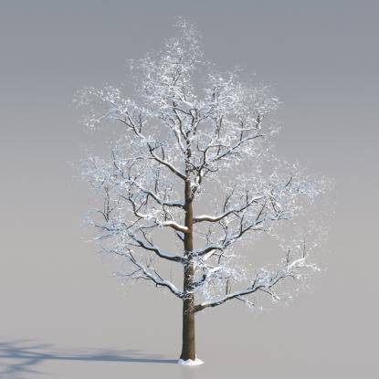Snowy European Oak Middle V1