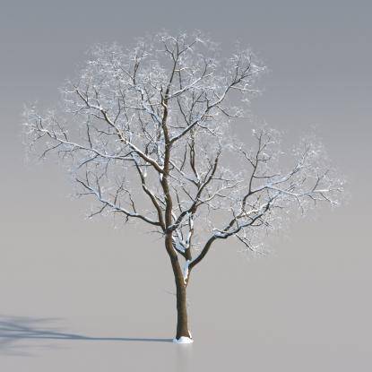 Snowy European Oak Middle V2