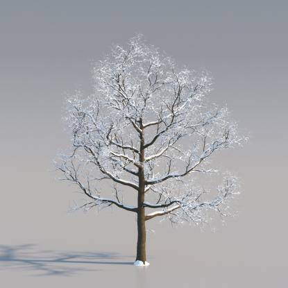 Snowy European Oak Middle V3