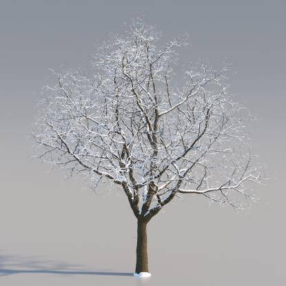 Snowy European Oak Middle V4