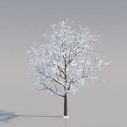 Snowy European Oak Young V1