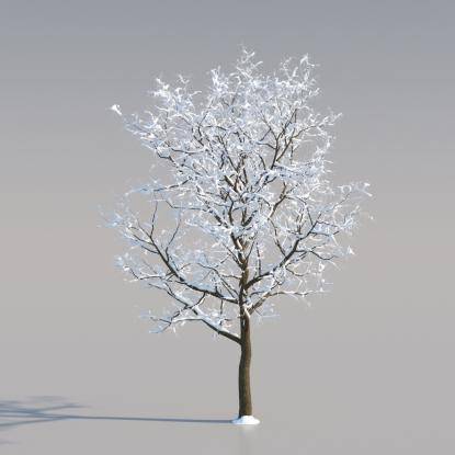Snowy European Oak Young V2