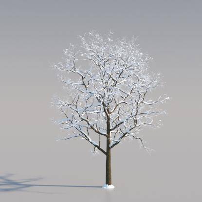 Snowy European Oak Young V3