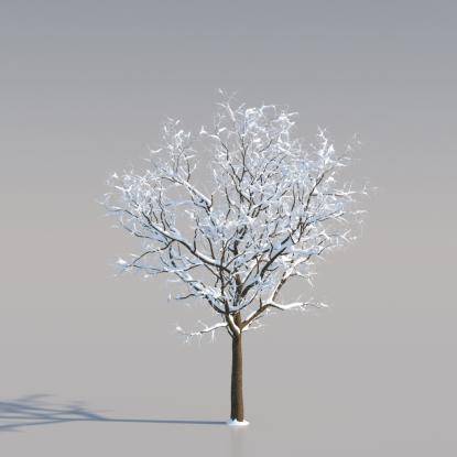 Snowy European Oak Young V4