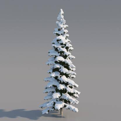 Snowy Himalayan Cedar 12M