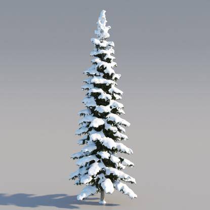 Snowy Himalayan Cedar 14M