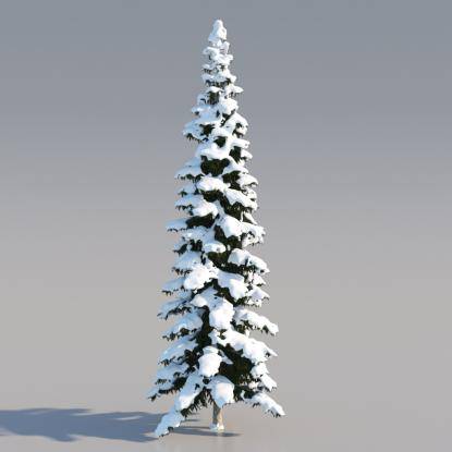 Snowy Himalayan Cedar 15M