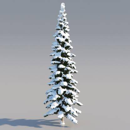 Snowy Himalayan Cedar 16M