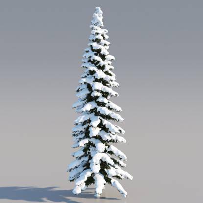 Snowy Himalayan Cedar 17M