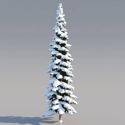 Snowy Himalayan Cedar 18M