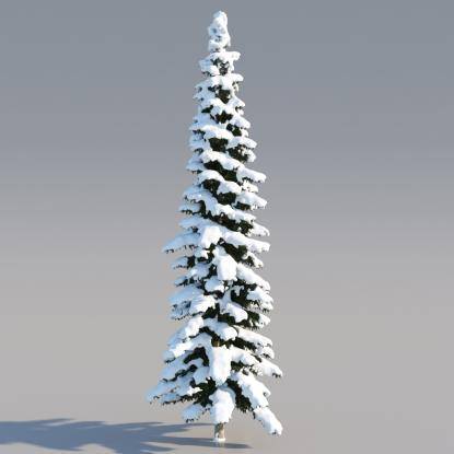 Snowy Himalayan Cedar 19M