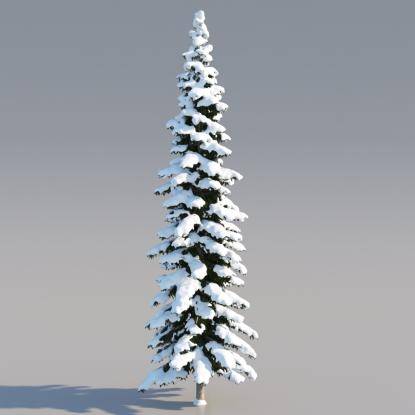 Snowy Himalayan Cedar 20M