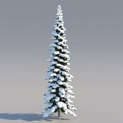 Snowy Himalayan Cedar 21M