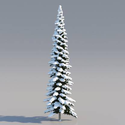 Snowy Himalayan Cedar 23M