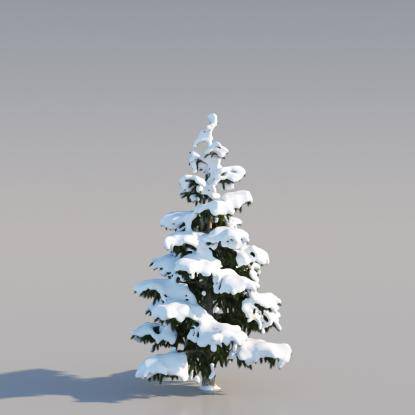 Snowy Himalayan Cedar 5M
