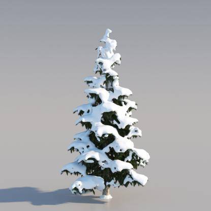 Snowy Himalayan Cedar 6M