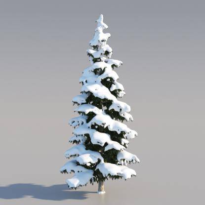 Snowy Himalayan Cedar 8M