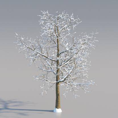Snowy Norway Maple Mature V1