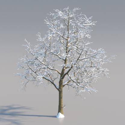 Snowy Norway Maple Mature V2