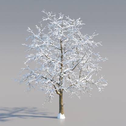 Snowy Norway Maple Mature V3