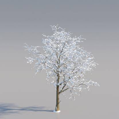 Snowy Norway Maple Mature V4