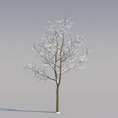Snowy Norway Maple Middle V2