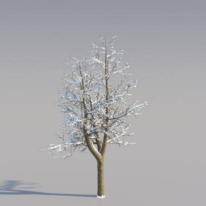 Snowy Norway Maple Middle V3