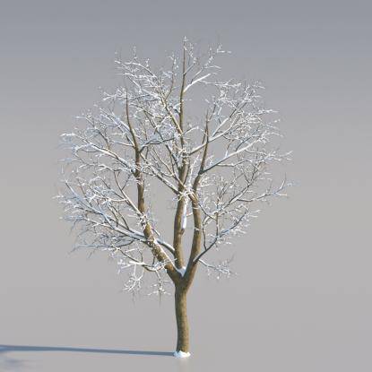 Snowy Norway Maple Middle V4