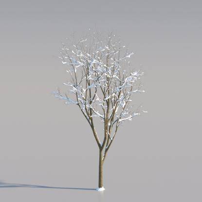 Snowy Norway Maple Young V1