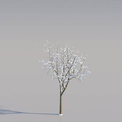 Snowy Norway Maple Young V2