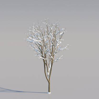 Snowy Norway Maple Young V3