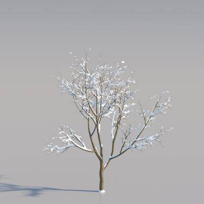 Snowy Norway Maple Young V4