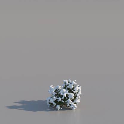 Snowy Pine Bush V3