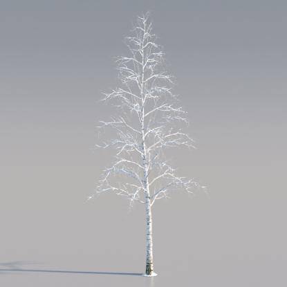 Snowy Silver Birch Mature V2