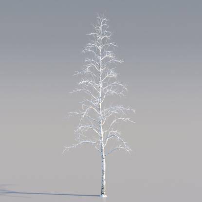 Snowy Silver Birch Mature v3