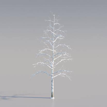 Snowy Silver Birch Middle V1