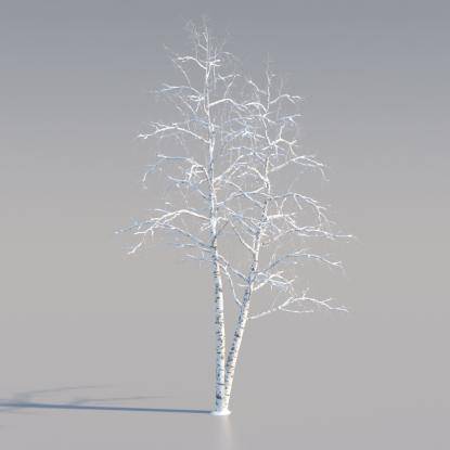 Snowy Silver Birch Middle V2
