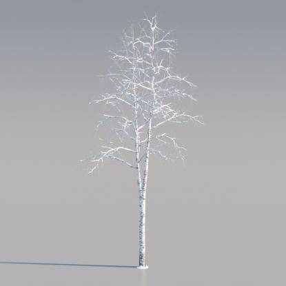Snowy Silver Birch Middle V3