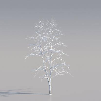 Snowy Silver Birch middle V4